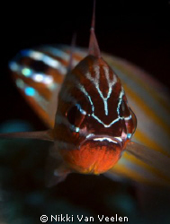 Anklet cardinalfish taken at Marsa Bareika with E300 and ... by Nikki Van Veelen 
